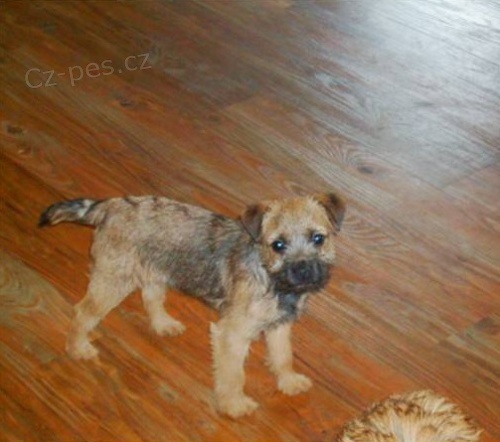 hrani�n� teri�r pooies