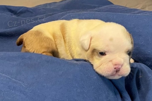 zdrav� �t��ata buldoka