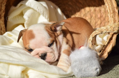 zdrav� �t��ata buldoka