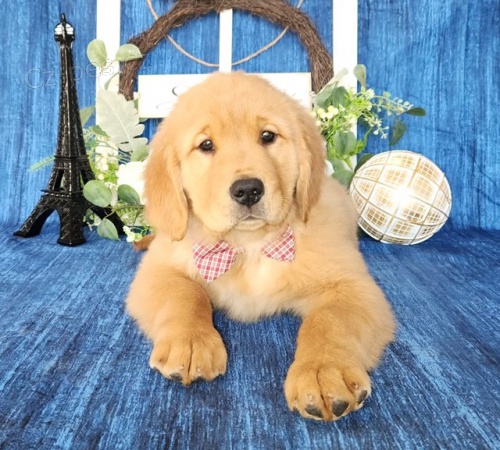 �t��ata zlat�ho retr�vra