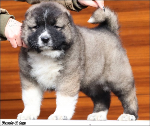 Kavkazsk� ov��k KR�SN� �t���tka