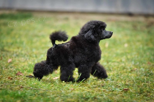 Toy pudl �t�n�