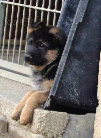 N�meck� ov��k s PP