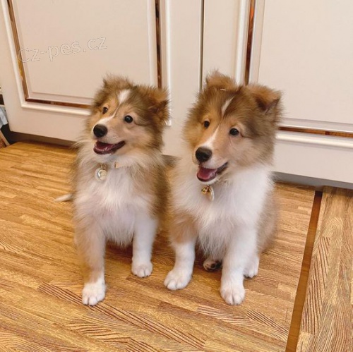 Prod�m �t��ata shetlandsk�ho ov��ka o�kovan� a od�erven�.