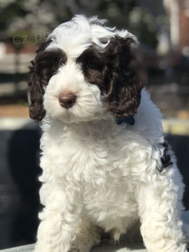 O�kovan� a od�erven� mini �t��ata portugalsk�ho vodn�ho psa k adopci