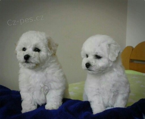 �t��ata bi�onka jsou k dispozici a p�ipravena k prodeji.