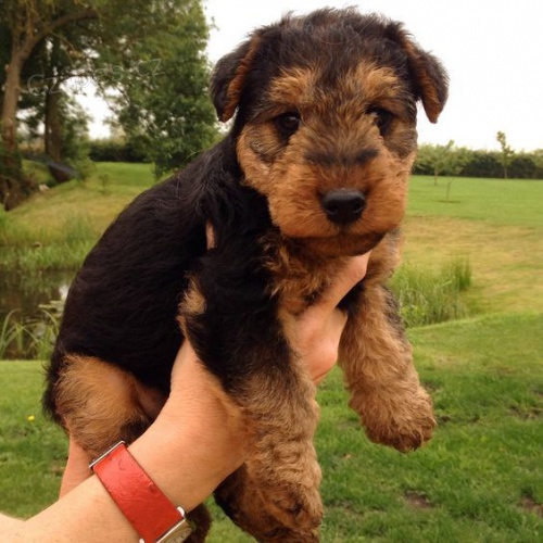 Prod�m kr�sn� O�KOVAN� a od�erven� �t���tka Airedale teri�ra