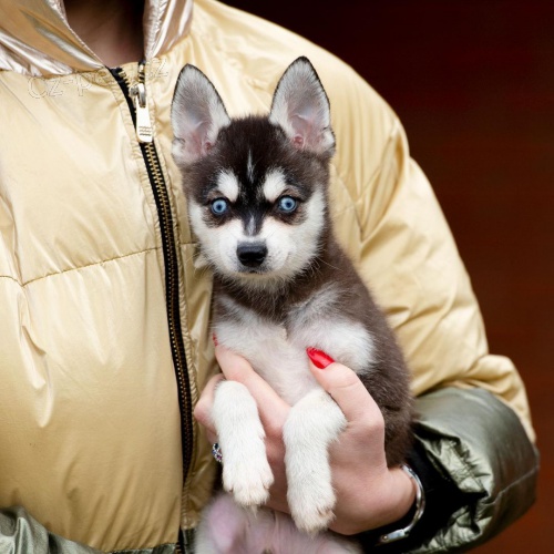 Prod�m �t��ata ALASKAN KLEE KAI