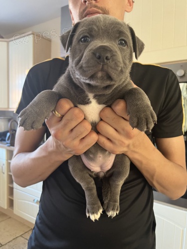 Prod�m zdrav� �t��ata staford��rsk�ho bulteri�ra