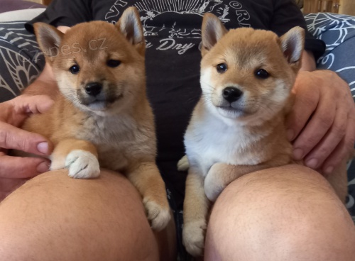 Nab�z�m �t��ata shiba inu