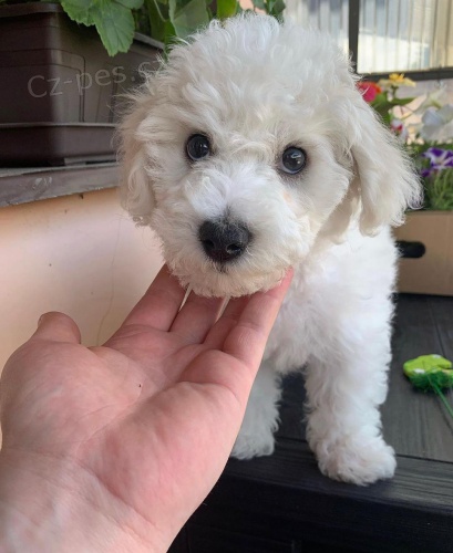 Prod�m �t��ata bi�onka.