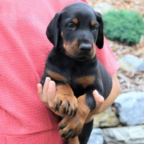 Prod�m �t��ata dobrmana.