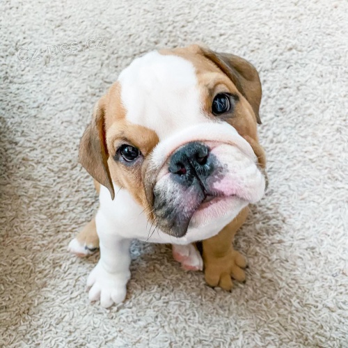 Prod�m �t��ata anglick�ho buldo�ka