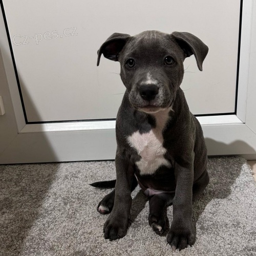 Prod�m zdrav� �t��ata staford��rsk�ho bulteri�ra