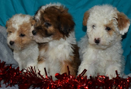 �ELTIPO �T��ATA K Adopci