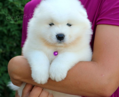 �t��ata samojeda na prodej