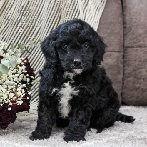 Springerdoodle �t��ata k adopci