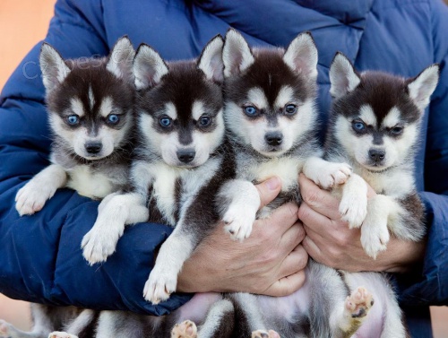 Prod�m �t��ata ALASKAN KLEE KAI