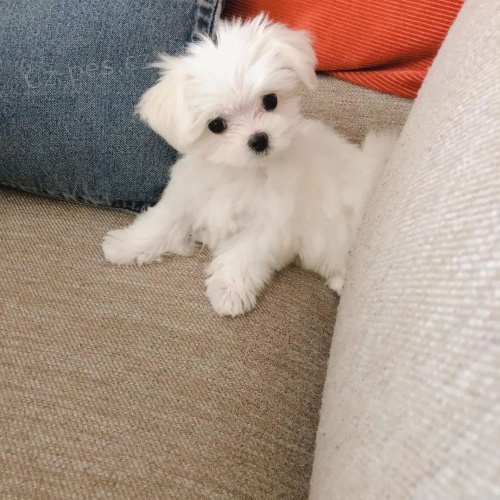 malt�zsk� �t��ata na prodej.