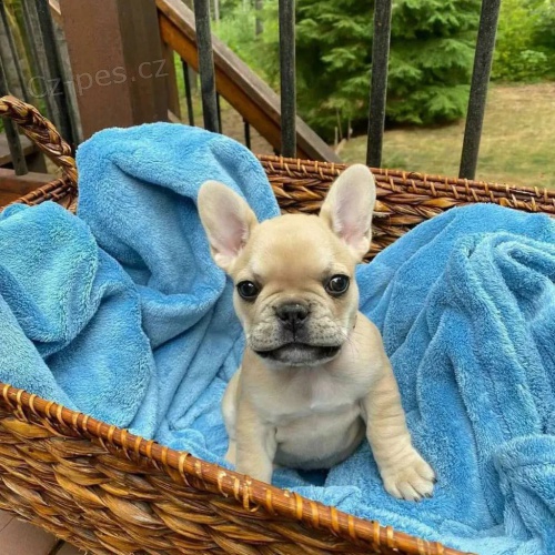 Prod�m �t��ata francouzsk�ho buldo�ka.