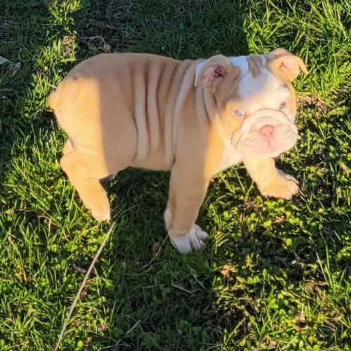 Prod�m �t��ata anglick�ho buldo�ka