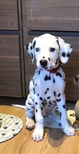 Prod�m �t��ata dalmatin�