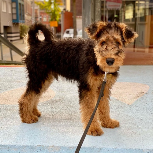 Prod�m �t��ata erdelteri�ra