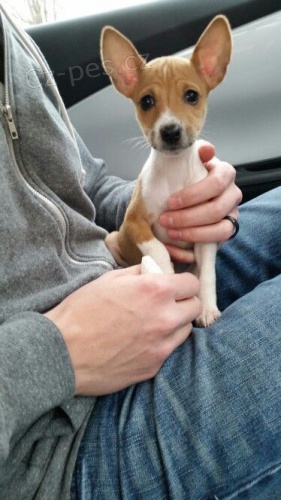 Prod�m �t��ata Basenji