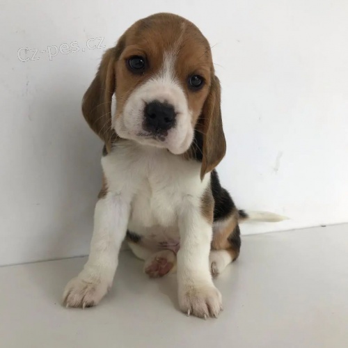 �T��ATA BEAGLE