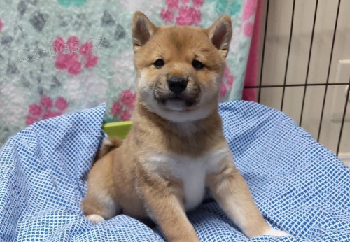Prod�m rozko�n� miminka �t��ata shiba inu