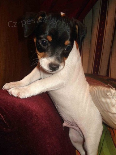 Prod�m �t��ata jack russell teri�ra.