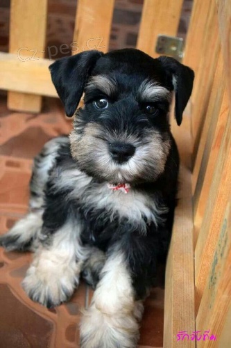 Prod�m �t��ata mal�ho kn�ra�e.