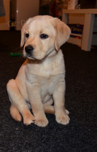 Prod�m �t��ata labradorsk�ho retr�vra.