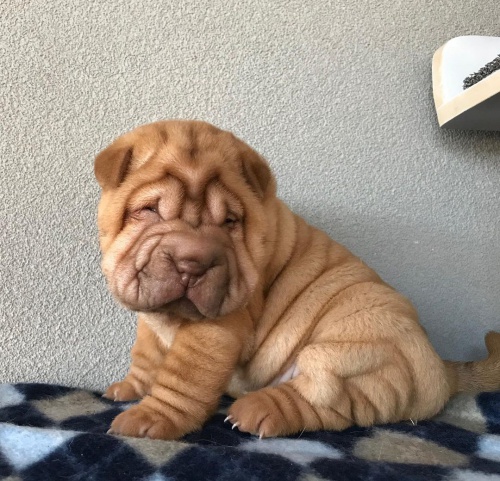 Prod�m zdrav� �t��ata o�kovan� shar-pei.