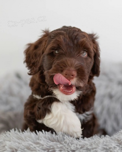 �t��ata portugalsk�ho vodn�ho psa k adopci