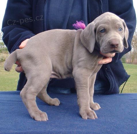 Prod�m �t��ata n�meck� dogy