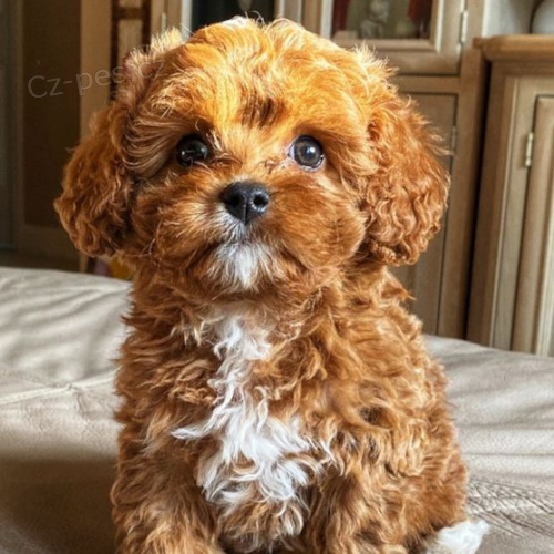 Prod�m �t��ata Cavapoo.