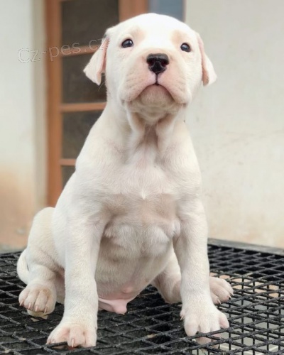 argentinsk� doga �t��ata na prodej.