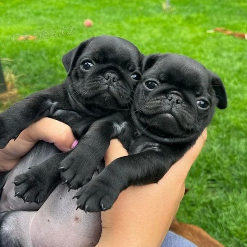 �t��ata mops� na prodej