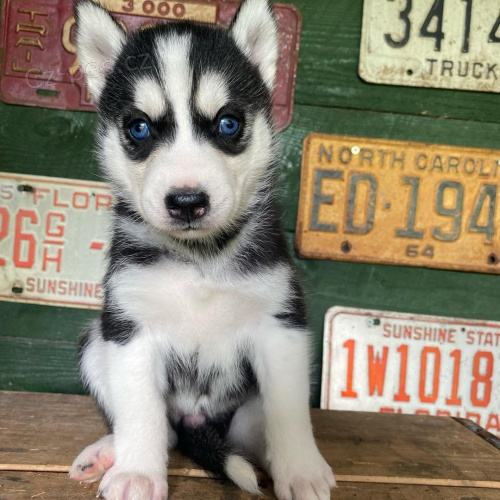 Prod�m rozko�n� �t���tka sibi�sk�ho huskyho s kr�sn�ma modr�ma o�ima.