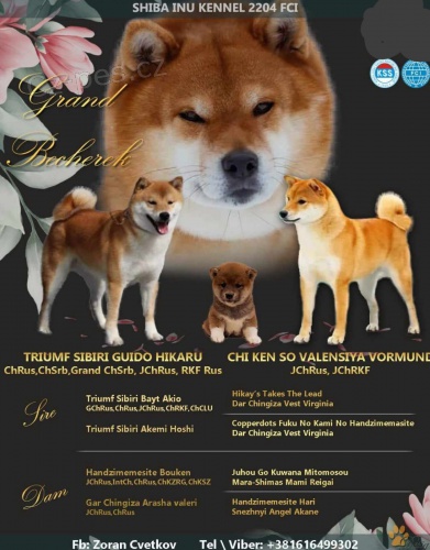 Shiba Inu �t��ata na prodej