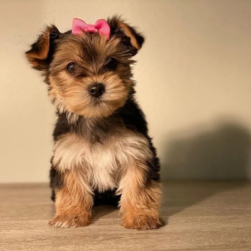 �t��ata Yorkie na prodej.