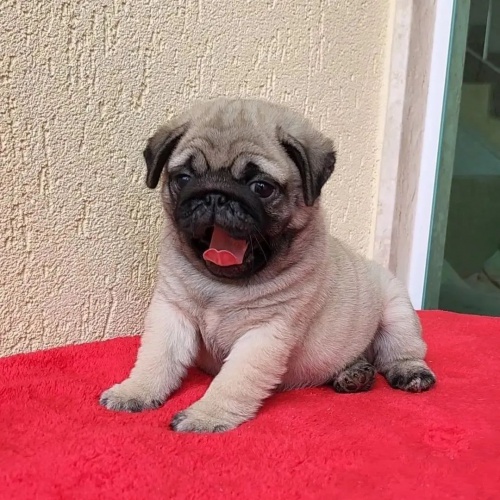 prod�m o�kovan� �t��ata mops�