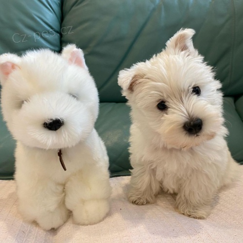 Prod�m �t��ata West Highland White Terriers