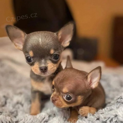 Prod�m MINI �t��ata �ivavy