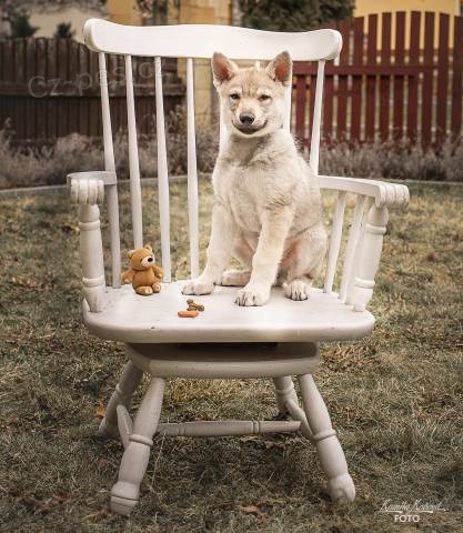 �eskoslovensk� vl��k s PP