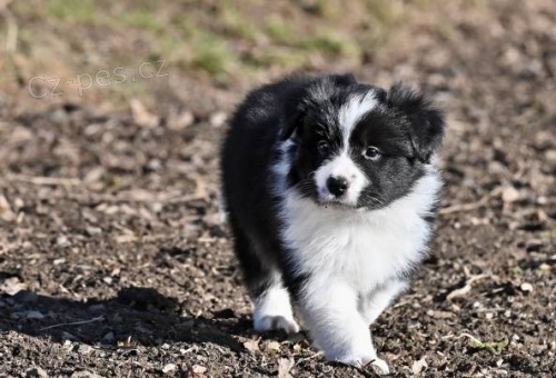 Border kolie - �t��ata s PP/ FCI