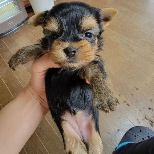 Prod�m �t��ata mini jork��rsk�ho teri�ra.