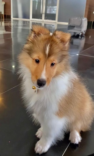 �t��ata shetlandsk�ho ov��ka