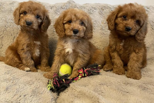 �t��ata Cockapoo na prodej